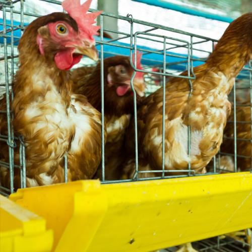 Have You Been Eating Caged Eggs Without Realising It?