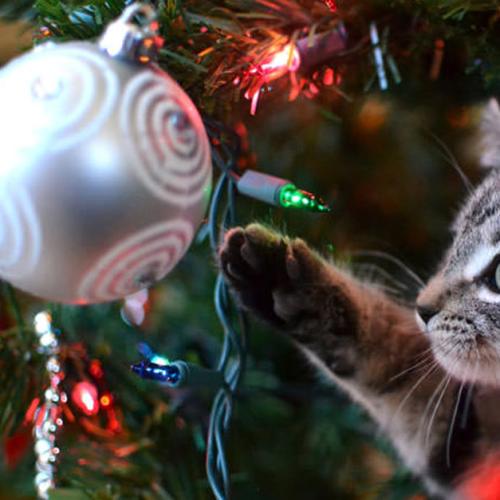 The Ultimate Gift Guide For Your Pet