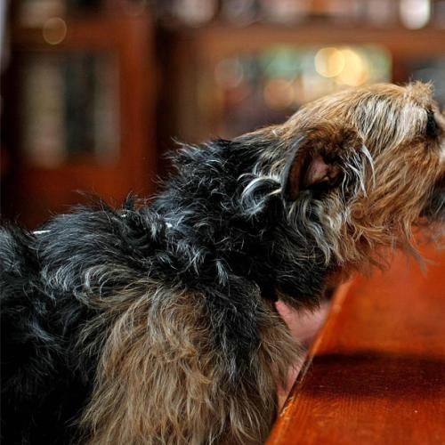 More Sydney Pubs Becoming Dog Friendly