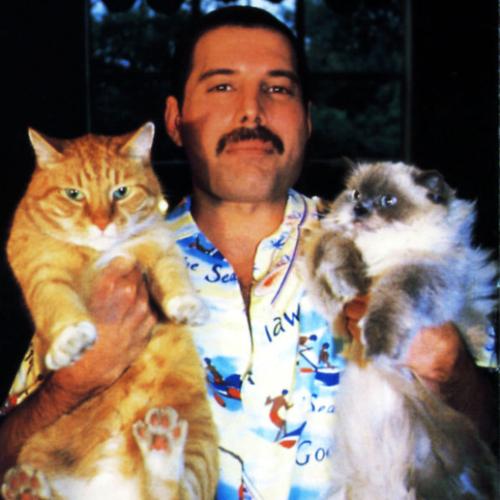 12 Adorable Pictures Of Freddie Mercury With His Pet Cats