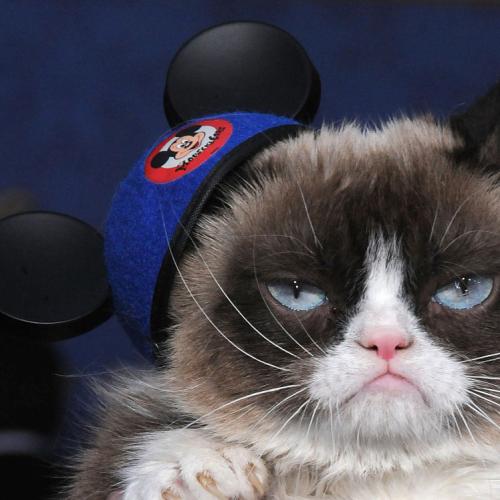 Internet Sensation Grumpy Cat Has Died