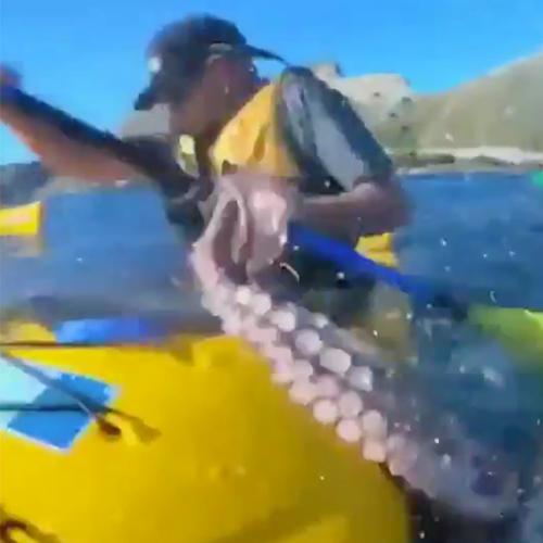 WATCH: Sassy Seal Slaps Kayaker In The Face With An Octopus