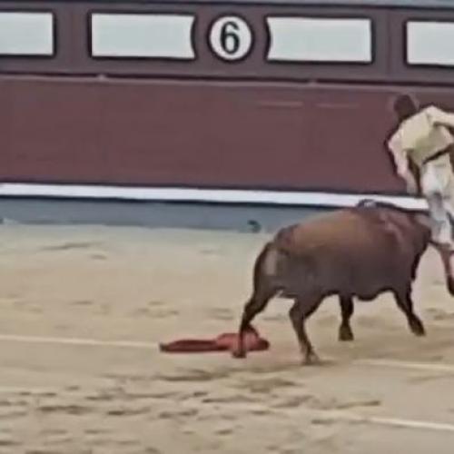 Matador Taunts Bull, Gets The Horns