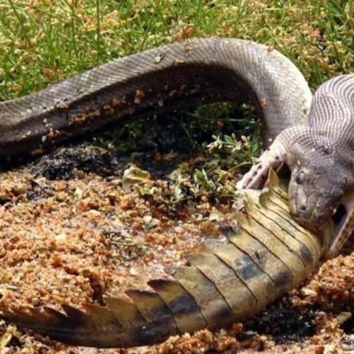 Python Swallows Mammoth Crocodile In Aussie Swamp