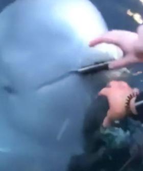 Incredible Footage Shows Whale Retrieve Phone Woman Dropped In The Ocean