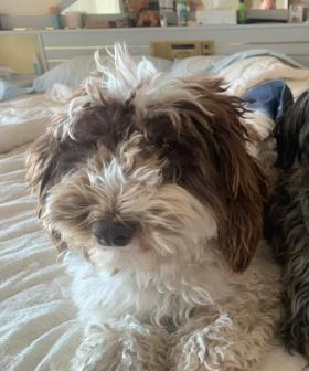 http://My%202%20rescue%20dogs.%202%20year%20old%20groodle%20Ruby%20(left)%20and%204%20year%20old%20schnoodle%20Holly.%20Love%20these%20two%20nut%20bags!