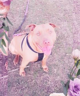 http://This%20is%20my%20big%20boy%20Czar,%20hes%20my%20big%20loveable%20pitbull%20that%20I%20rescued%20at%20the%20beginning%20of%20the%20year%20and%20he%20is%20nearly%203%20years%20old%20And%20the%20best%20thing%20about%20Czar%20is%20the%20absolutley%20beautiful%20pitbull%20grin%20he%20greets%20me%20with%20everytime%20he%20sees%20me%20and%20that%20he%20absolutely%20adores%20his%20humans%20as%20much%20as%20we%20adore%20him,%20one%20of%20the%20most%20gentle%20and%20loving%20dogs%20I%20have%20ever%20owned.