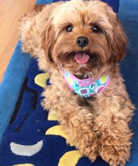 http://Lulu%20-%20almost%204%20year%20old%20red%20toy%20cavoodle.%20I%20love%20her%20endlessly.