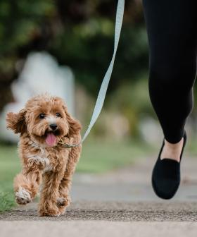 The Ultimate 'Dog Walking Shoe' Has Been Revealed