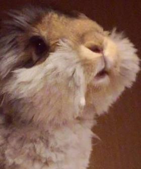 This Pigtailed Bunny Is The Cutest Thing You’ll See This Week