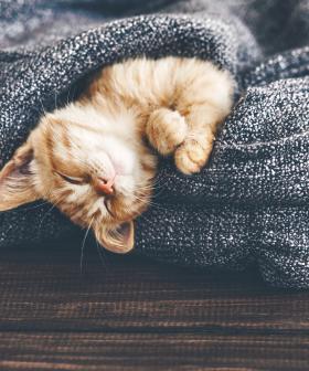 Love Kittens? We've Found Your Dream Job!