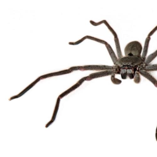 The Spider Statistic That Will Make Your Skin Crawl
