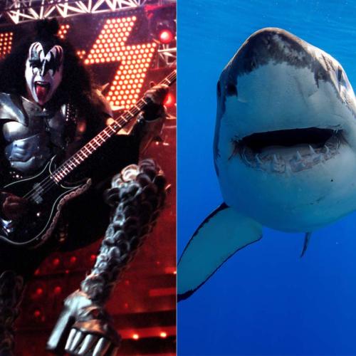 KISS To Play For Great White Sharks While In Australia
