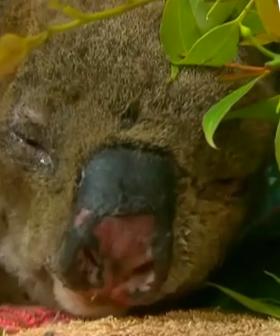 Amanda Keller's Heartbreaking Tribute To Lewis The Koala