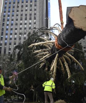 New York City's World-Famous Christmas Tree Goes Up