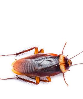 Australia To Be Hit By Horror Summer Cockroach Plague This Year