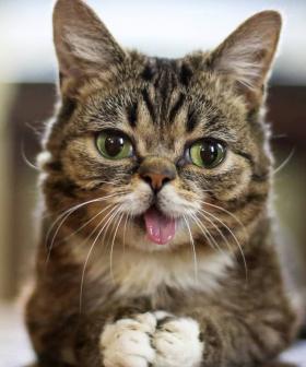 Internet Cat Sensation Lil Bub Has Passed Away