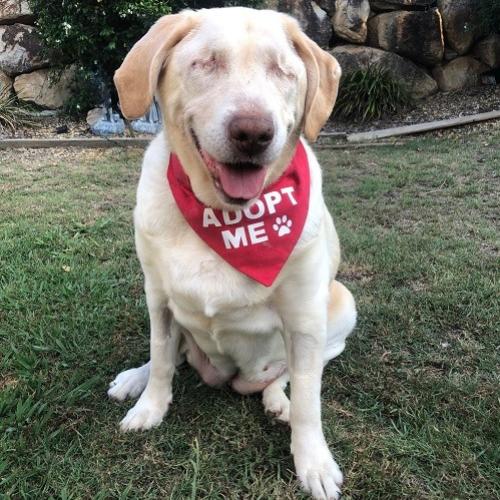 Blind Labrador Named Dumpling Is Looking For A New Home