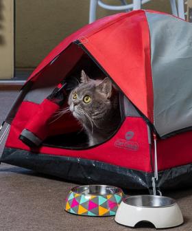You Can Now Buy Camping Tents For Your Cat