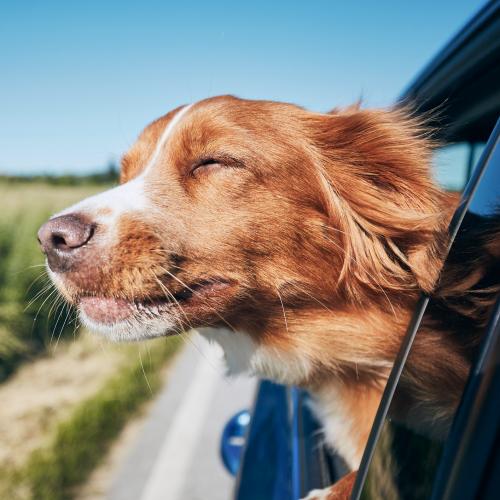 Uber Pets Has Launched in Sydney!