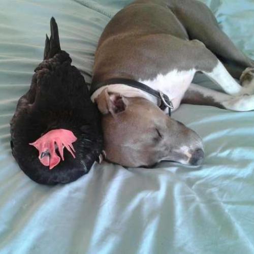 The Adorable Friendship Between A Blind Chicken And A Pit Bull