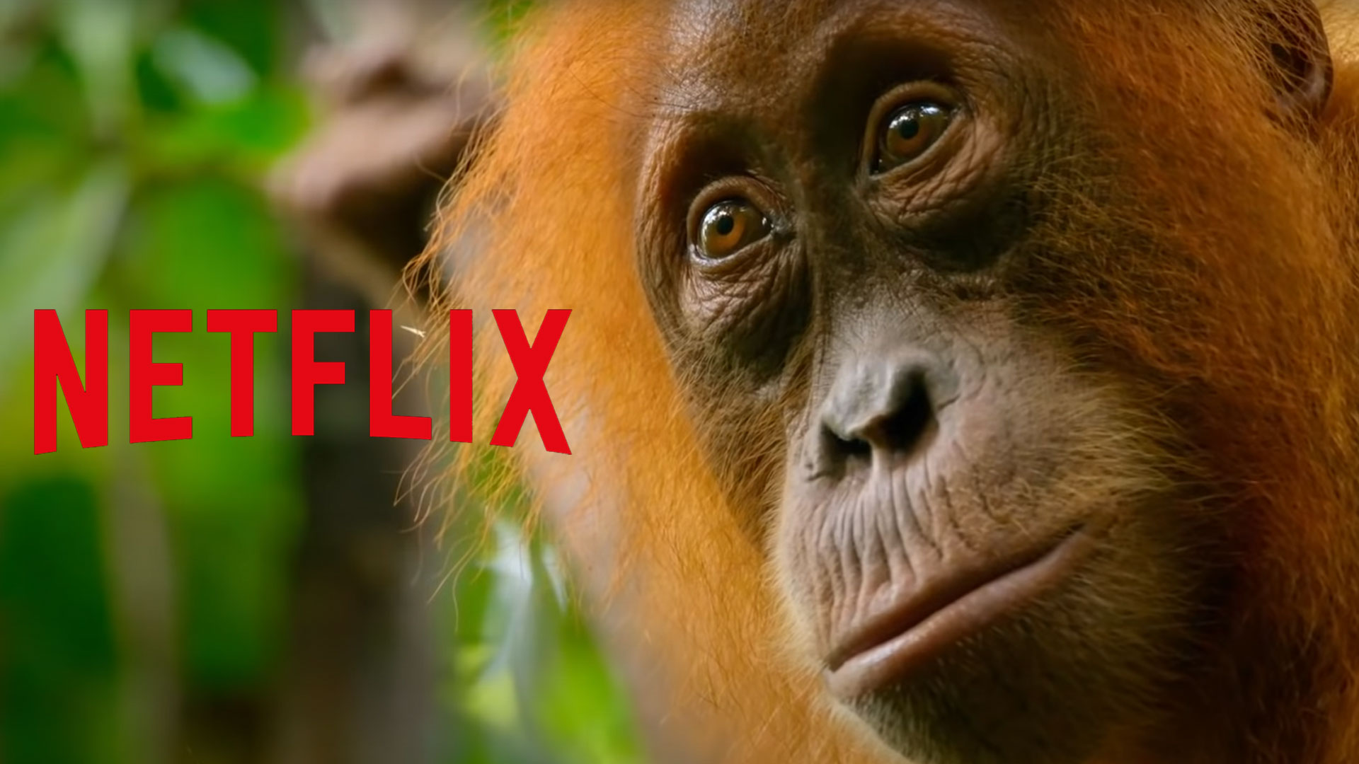 At Home Netflix Has Just Put A Bunch Of Documentaries Up On YouTube For Free 1 - WSFM