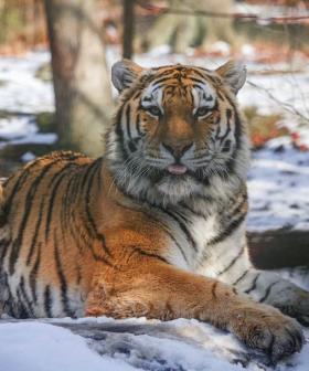 A Tiger Has Tested Positive For Coronavirus