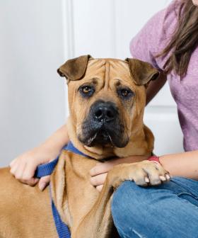 Fears Of Mass Pet Surrender After Social Isolation Restrictions Are Over