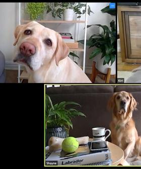 A Zoom Meeting Full Of Puppies Is Happening And You Are Invited!