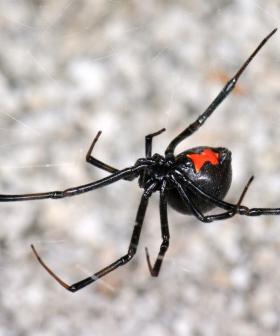 Group Of Kids Get Bitten By Highly Venomous Spider To "Become Spiderman"