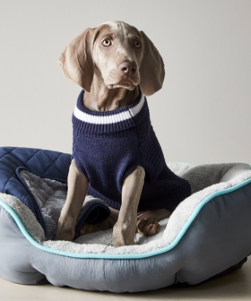 Kmart Is Selling Winter Jackets For Your Pets To Keep Them Toasty Warm