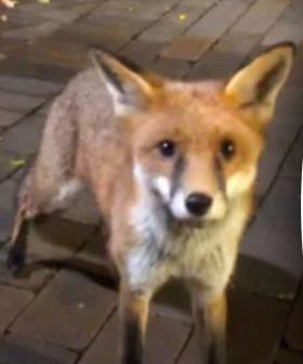 Several Students Bitten By Fox At UNSW