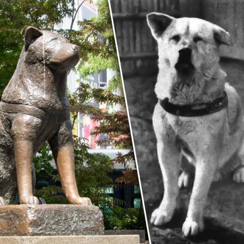 Amanda Keller Brings To Our Attention Japan's Hachiko Dog Statue