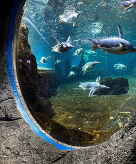 Grab Your Best Friend And Get Free Entry Into Sydney Aquarium TODAY