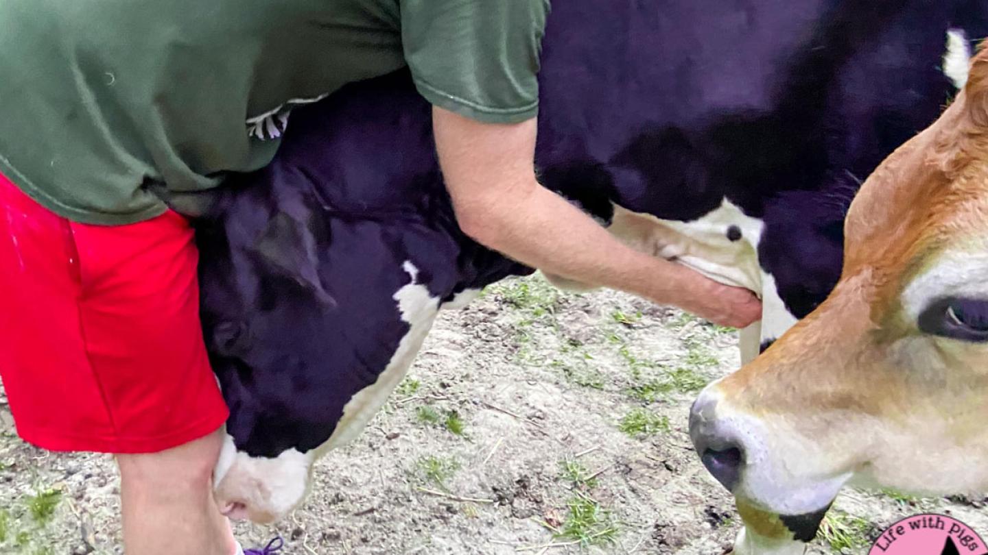 The Adorable Rescue Cow That Demands Hug From Owner Every Day