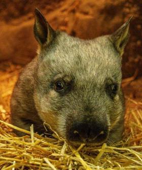 Hairy-Nosed Wombat Baby Joy At Taronga Zoo