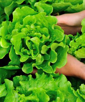 You Could Be Paying $10 For A Head Of Lettuce By Christmas