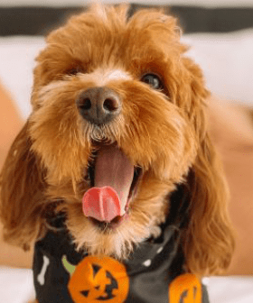 Big W Has Released Adorable Halloween Costumes For Dogs