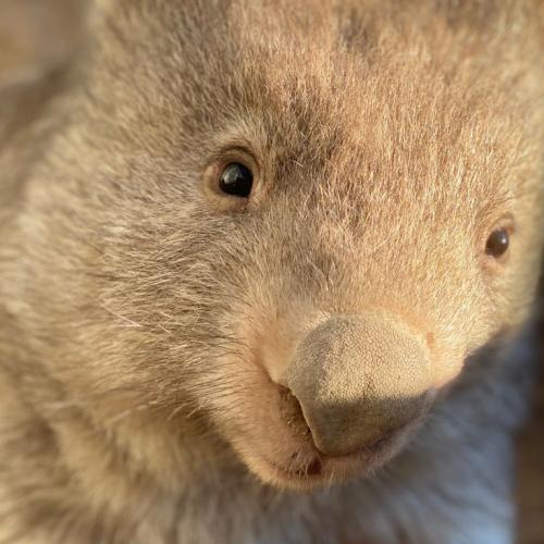 Did You Know That You Can Help Our Wombats By Drinking Wine?