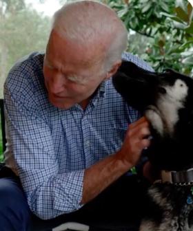Joe Biden's Dog 'Major' Set To Make History As The First Rescue Dog To Live In The White House