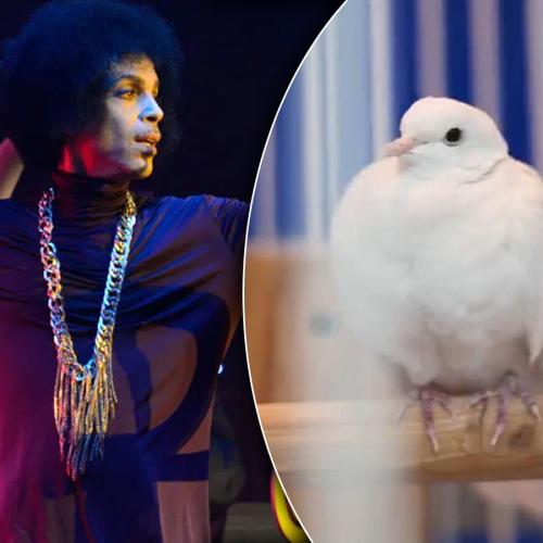 Prince's Beloved White Dove Divinity Dies At 28