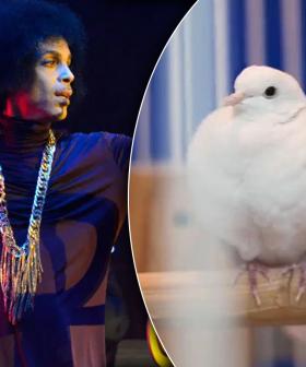 Prince's Beloved White Dove Divinity Dies At 28