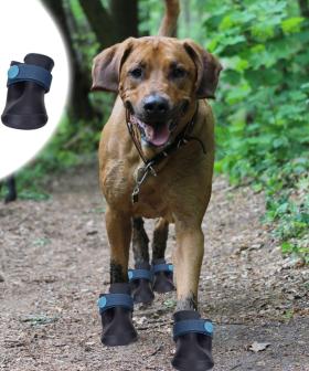 No More Wet Paws, Kmart Are Now Selling Gumboots For Your Pets