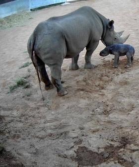 Rare Black Rhino Calf Born At Dubbo Zoo