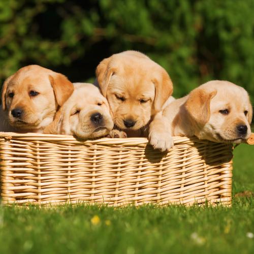 Dream Job Alert: Puppy Parents Needed To Foster Adorable Guide Dogs!