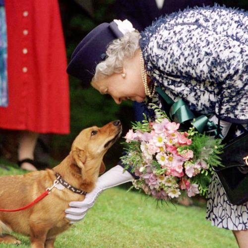 The Queen's Two New Dogs Are Helping Her Cope With The Death Of Prince Philip