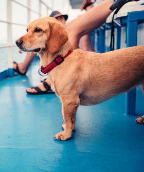Thousands Sign Petition Opposing Dog Ban On Sydney Ferries