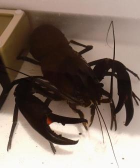 Did We Just Discover The LUCKIEST Crayfish In The World?