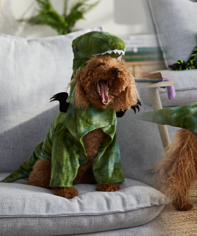 Big W Has Released "Creepy-Cute" Halloween Pet Costumes And They're ADORABLE!