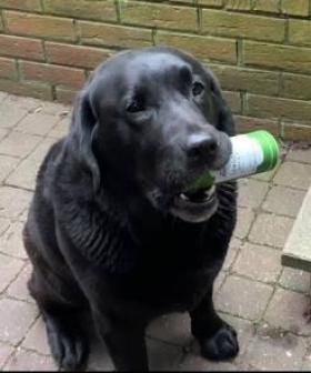 Woman Teaches Her Dog To Fetch Her A Drink When She Says 'It's Gin O' Clock!'
